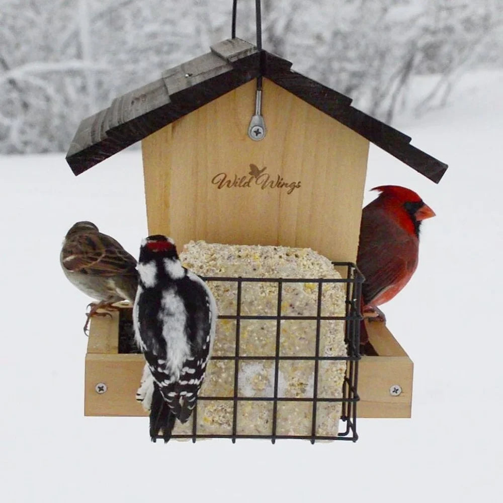 Bird Feeder with Suet Holder Attracts Cardinals